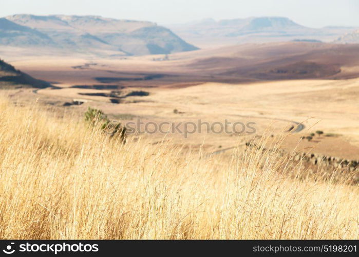 blur in south africa plant castle land bush and tree near the street mountain