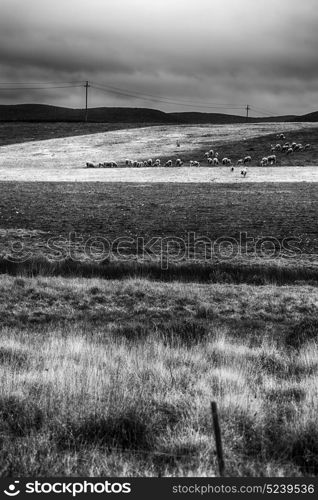 blur in south africa plant land bush and sheep near the hill