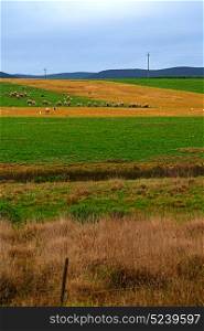 blur in south africa plant land bush and sheep near the hill