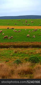 blur in south africa plant land bush and sheep near the hill