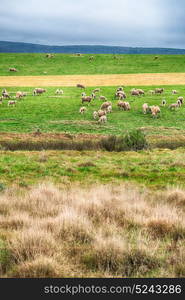 blur in south africa plant land bush and sheep near the hill