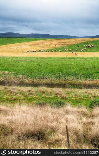 blur in south africa plant land bush and sheep near the hill
