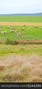 blur in south africa plant land bush and sheep near the hill