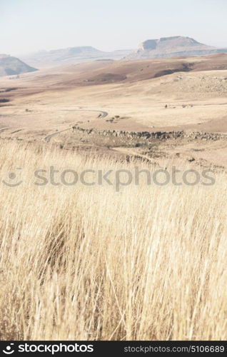 blur in south africa plant land bush and tree near the mountain