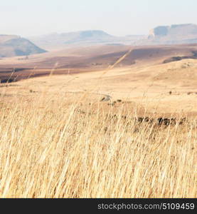 blur in south africa plant land bush and tree near the mountain