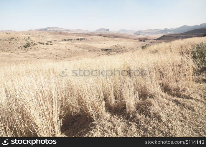 blur in south africa plant land bush and tree near the mountain