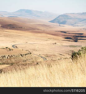 blur in south africa plant land bush and tree near the mountain