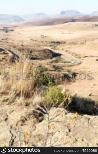 blur in south africa plant land bush and tree near the mountain