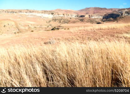 blur in south africa plant land bush and tree near the mountain