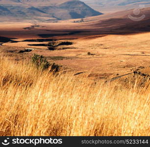 blur in south africa plant land bush and tree near the mountain