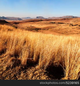 blur in south africa plant land bush and tree near the mountain