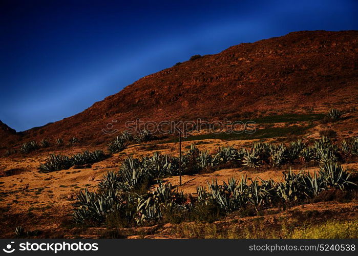 blur in south africa plant land bush and tree near the mountain