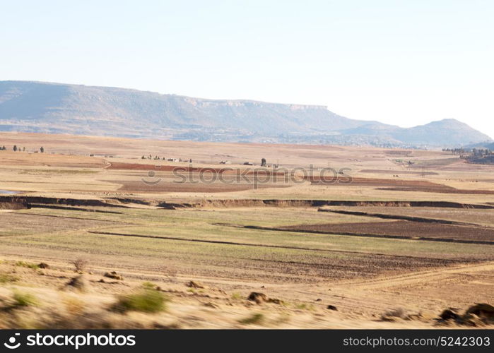 blur in south africa plant land bush and tree near the mountain