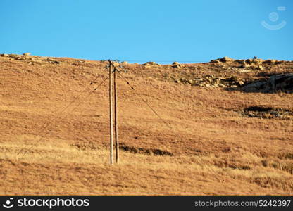 blur in south africa plant land bush and tree near the mountain