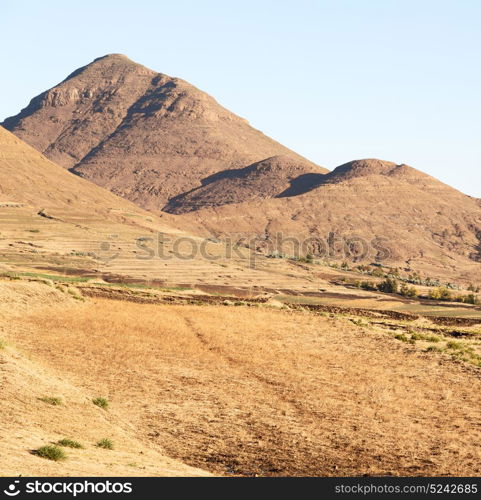 blur in south africa plant land bush and tree near the mountain