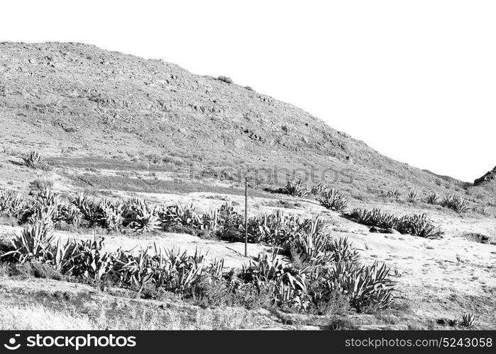 blur in south africa plant land bush and tree near the mountain