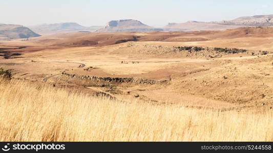 blur in south africa plant land bush and tree near the mountain