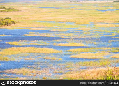 blur in south africa pond lake isimagaliso nature reserve and bush