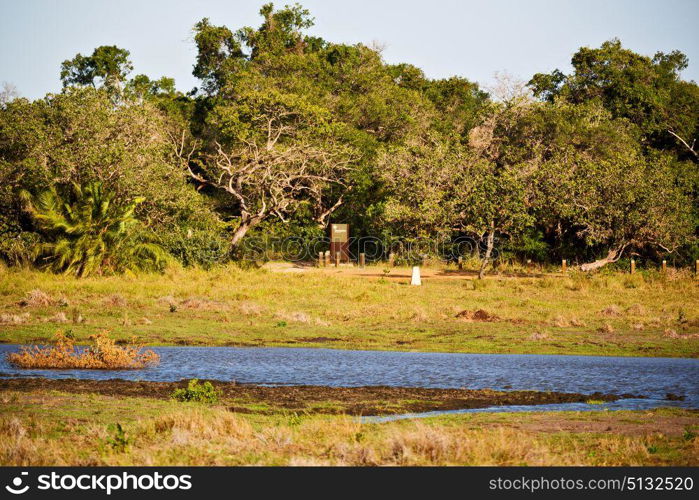 blur in south africa pond lake isimagaliso nature reserve and bush