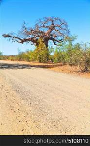 blur in south africa rocky street and baobab near the bush and natural park