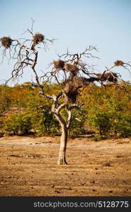 blur in south africa rocky street and baobab near the bush and natural park