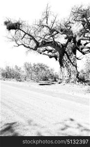 blur in south africa rocky street and baobab near the bush and natural park