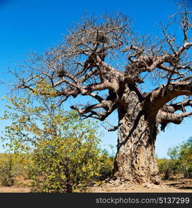 blur in south africa rocky street and baobab near the bush and natural park