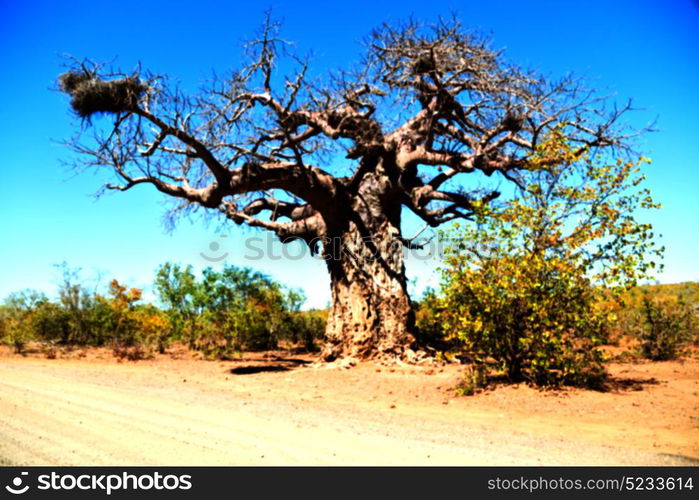 blur in south africa rocky street and baobab near the bush and natural park