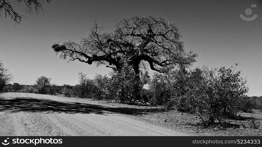 blur in south africa rocky street and baobab near the bush and natural park