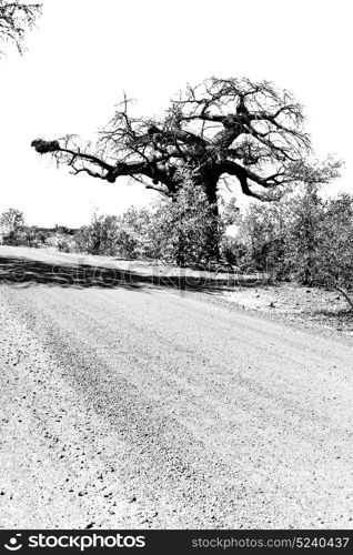 blur in south africa rocky street and baobab near the bush and natural park