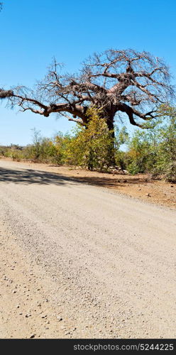 blur in south africa rocky street and baobab near the bush and natural park