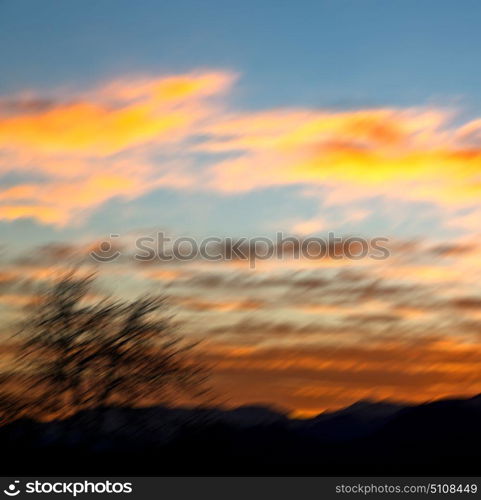 blur in south africa sunrise near branch tree like abstract background