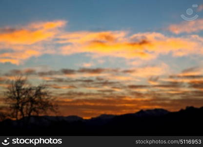 blur in south africa sunrise near branch tree like abstract background