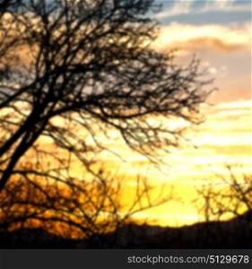 blur in south africa sunrise near branch tree like abstract background