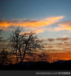 blur in south africa sunrise near branch tree like abstract background