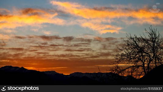 blur in south africa sunrise near branch tree like abstract background