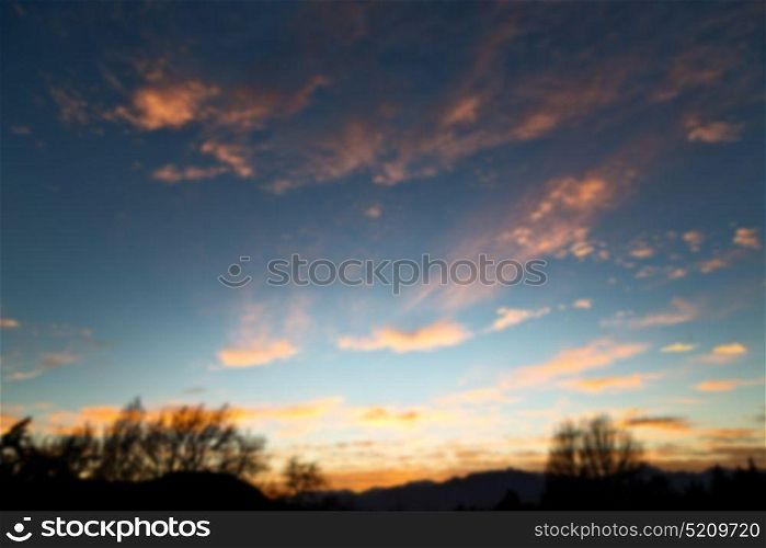 blur in south africa sunrise near branch tree like abstract background
