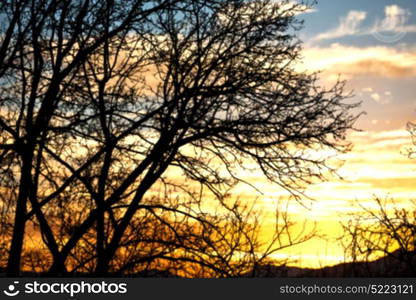 blur in south africa sunrise near branch tree like abstract background