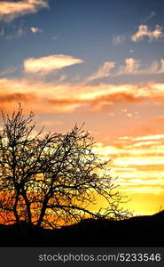 blur in south africa sunrise near branch tree like abstract background