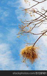 blur in south africa wildlife plant and tree in the national park