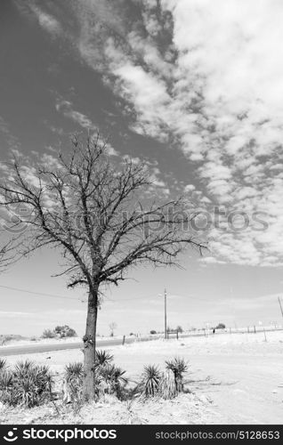 blur in south africa wildlife plant and tree in the national park