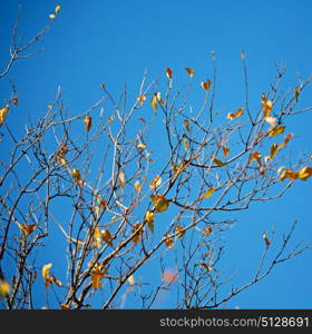 blur in south africa wildlife plant and tree in the national park