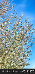 blur in south africa wildlife plant and tree in the national park