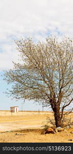 blur in south africa wildlife plant and tree in the national park