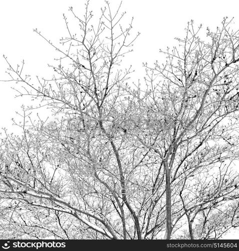 blur in south africa wildlife plant and tree in the national park