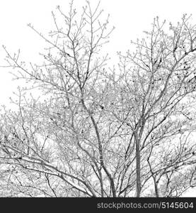 blur in south africa wildlife plant and tree in the national park