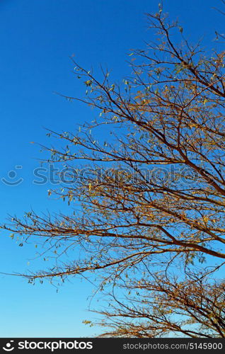 blur in south africa wildlife plant and tree in the national park