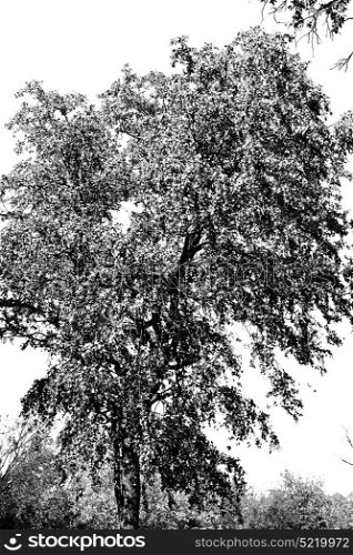 blur in south africa wildlife plant and tree in the national park
