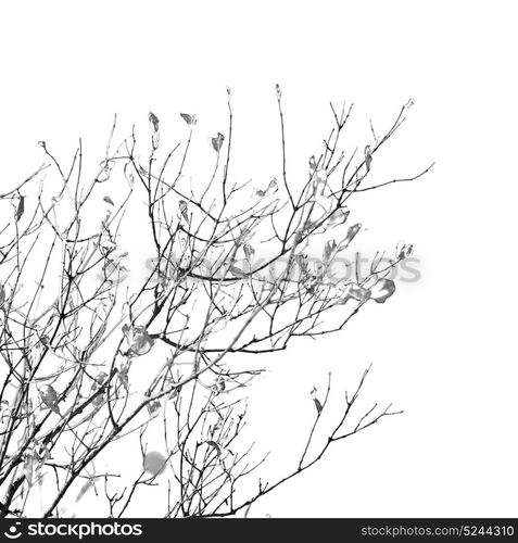 blur in south africa wildlife plant and tree in the national park