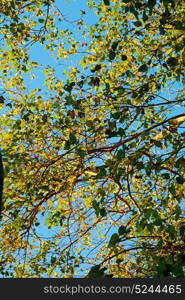 blur in south africa wildlife plant and tree in the national park